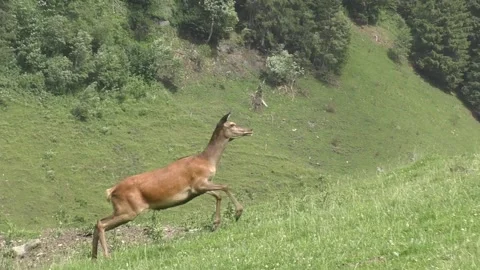 Red Deer Galloping On The Green Hill At The Countryside Of Austria. Stock Footage 159133338