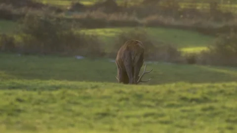 Red deer graze in slow motion at dusk with autumn sunset Stock Footage 304392537