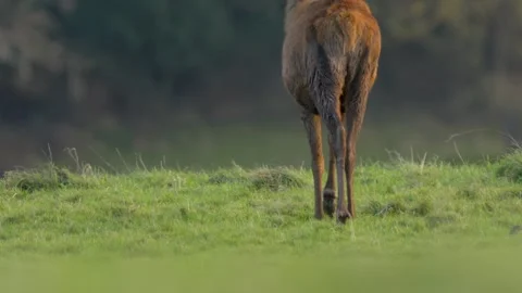 Red deer graze in the tranquil dusk light of autumn in the United Kingdom Stock Footage 304392170