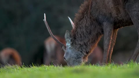 Red deer grazing at dusk under a stunning autumn sunset Stock Footage 304390414