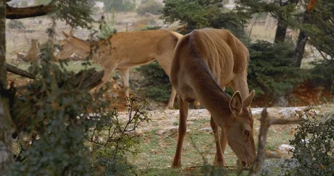 Red deer grazing in the forest close up Stock Footage 97396838
