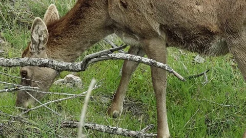 Red deer grazing in the forest cu Stock Footage 74215227