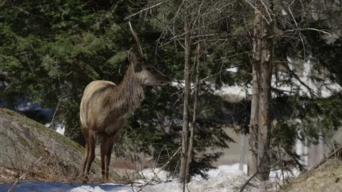 Red deer grazing in the forest Stock Footage 106583858