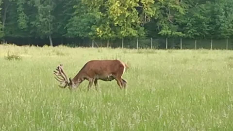 Red deer grazing in the pasture Stock Footage 161667237