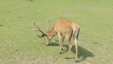 Red deer grazing in the reserve Stockbeeldmateriaal 336265772