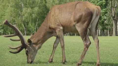 Red deer grazing in the reserve Video stock 336265798
