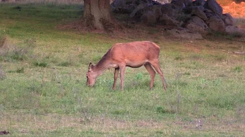 Red deer grazing side to camera Stock Footage 55858661