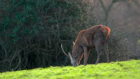 Red deer grazing in slow motion at dusk with autumn colors Stock Footage 304390784