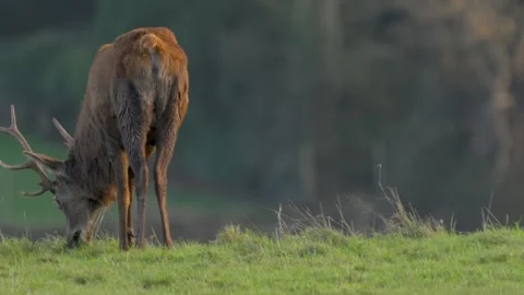 Red deer grazing in slow motion at dusk with stunning autumn sunset Stock Footage 304391882