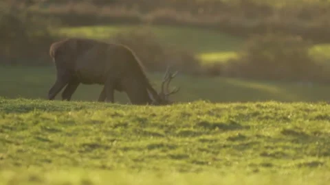 Red deer grazing in slow motion at dusk with stunning autumn Stock Footage 304392593