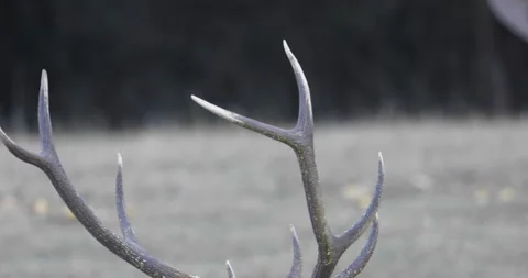 Red Deer (Hart) close-up Stock Footage 162839501