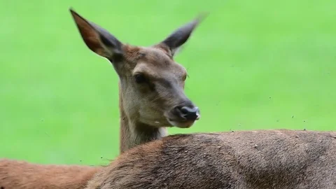 Red deer head portrait, summer Stock Footage 80978359