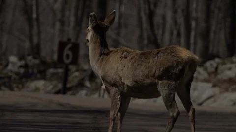 Red deer in the headlights looking down highway Video stock 106583946
