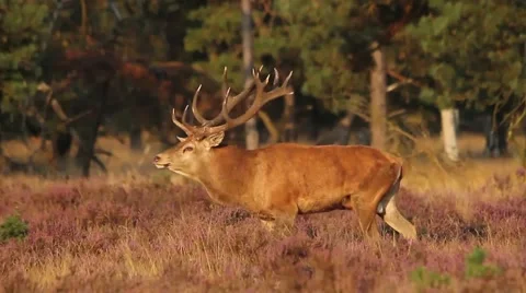 Red deer on heathland Stock Footage 62015926