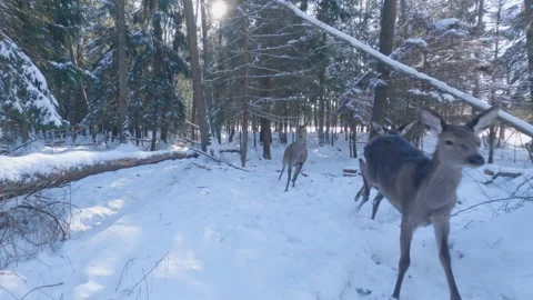 Red deer herd of animals running in winter forest Stock Footage 344333120