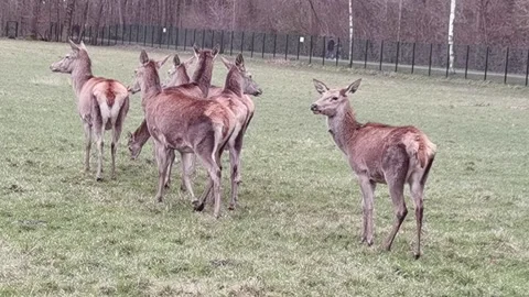 Red deer with herd in a game reserve Stock Footage 177920554