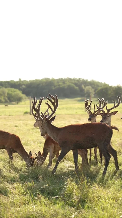 Red Deer Herd Grazing on Green Meadow Stock Footage 341736994