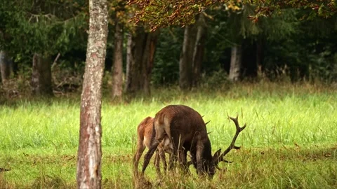 Red Deer Herd Led by Dominant Stag – 4K Wildlife 스톡 동영상 320935718