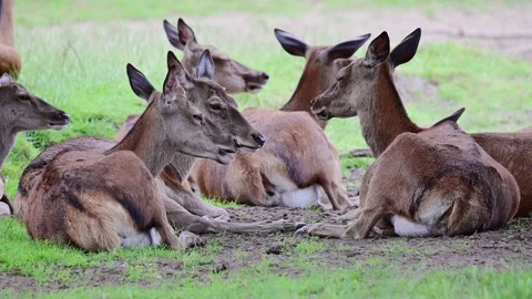 Red deer herd lying on meadow and resting,  summer Stock Footage 162394892
