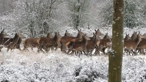Red Deer Herd Moving Through a Snowy Winter Woodland Stock Footage 295748636
