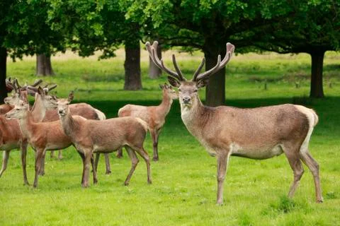 Red Deer herd 库存照片