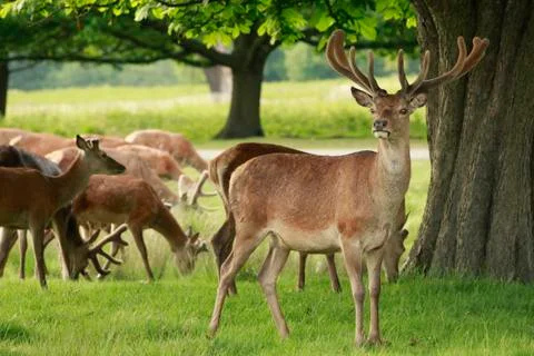 Red Deer herd 库存照片