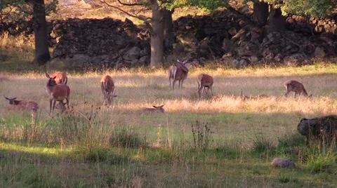 Red deer herd resting and eating wide shot Stock Footage 55859069