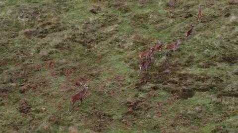 Red deer herd. Rut 2021 Video stock 163224448