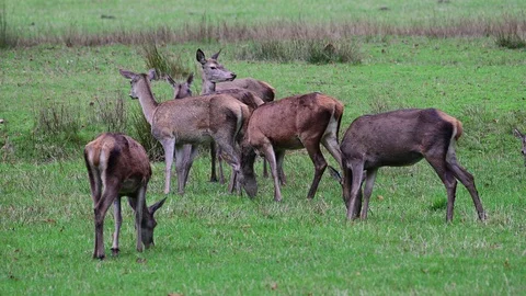 Red deer herd search feed on the meadow, autumn Stock Footage 124630989