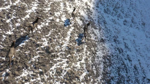 Red deer herd in the snow. Video stock 127222471