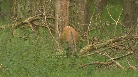 Red Deer hind (cervus elaphus) grazes - on camera Stock Footage 33644154