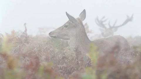 Red deer hind (Cervus elaphus) in the misty bracken with male stag behind Stock Footage 69107574