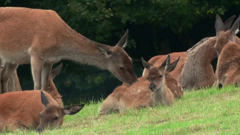 Red deer hind  (Cervus elaphus)  and calf licking Stock Footage 137713766