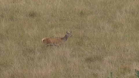 Red deer hind (cervus elaphus) on grassy plain, itching, watchful Stock Footage 140195483