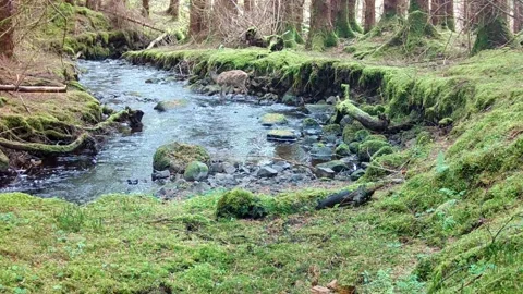 Red Deer Hind crossing river with her young Bambi baby following. Isle of Skye Stock Footage 247141261
