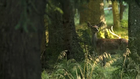 Red Deer Hind in Forest – 8K Cinematic Wildlife Close-Up Stock-Footage 320188855