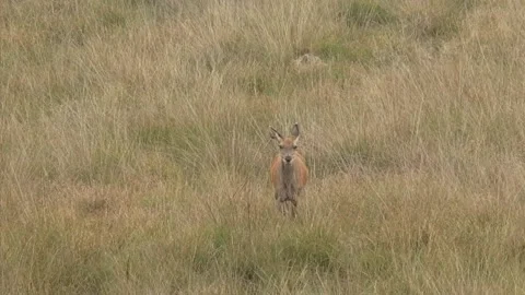 Red deer hind on grassy plain - on camera - starts foraging Stock Footage 140195272