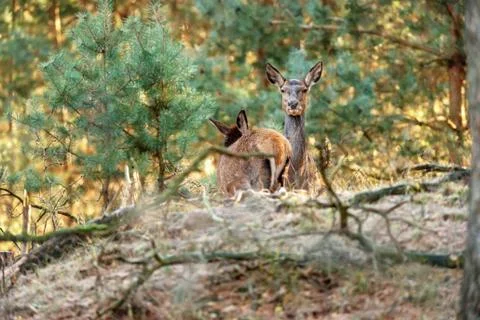 Red deer hind looking over sand hill in forest. Stock Photos