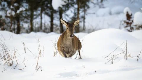 Red deer hind making a step in deep snow in winter Stock Photos