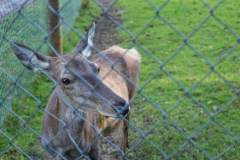 Red deer hind posing Stock Photos