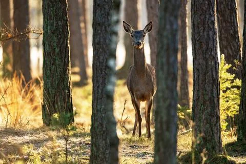 Red deer hind standing between pine trunks looking towards camera. Stock Photos