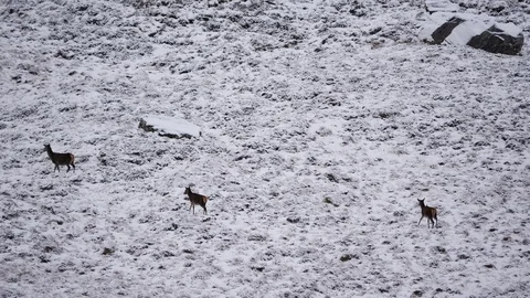 Red Deer Hinds ( Cervus elaphus ) amid winter snow in the Scottish Highlands Stock Footage 102057728