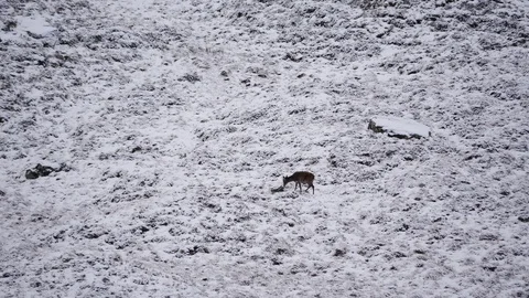Red Deer Hinds ( Cervus elaphus ) amid winter snow in the Scottish Highlands Stock Footage 102058056