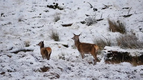 Red Deer Hinds ( Cervus elaphus ) amid winter snow in the Scottish Highlands Stock Footage 102058121