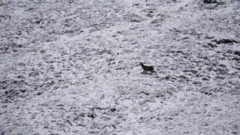 Red Deer Hinds ( Cervus elaphus ) amid winter snow in the Scottish Highlands Stock Footage 102058882