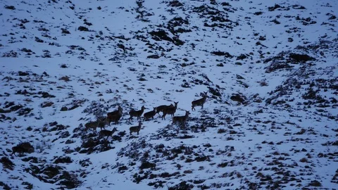 Red Deer Hinds ( Cervus elaphus ) amid winter snow in the Scottish Highlands Stock Footage 102063429