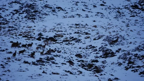 Red Deer Hinds ( Cervus elaphus ) amid winter snow in the Scottish Highlands Stock-Footage 102063501