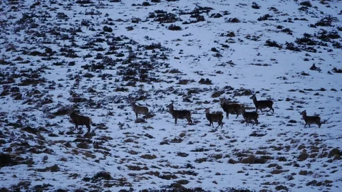 Red Deer Hinds ( Cervus elaphus ) amid winter snow in the Scottish Highlands Stock-Footage 102064368