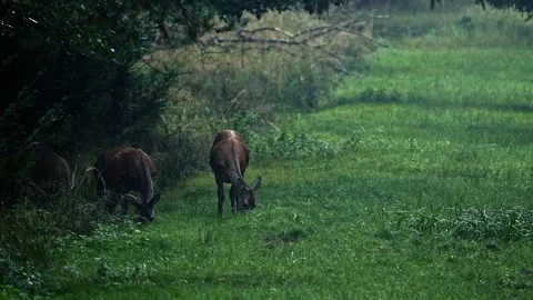 Red Deer Hinds in Dark Pine Forest Clearing – Cinematic 4K Stock-Footage 320975113