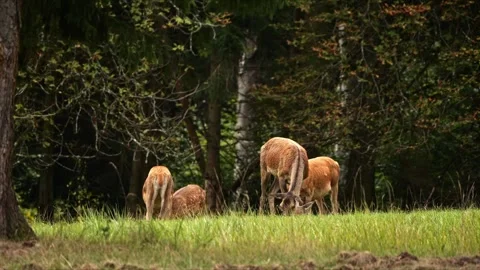 Red Deer Hinds Grazing on Forest Clearing – 4K Wildlife 動画素材 320935776